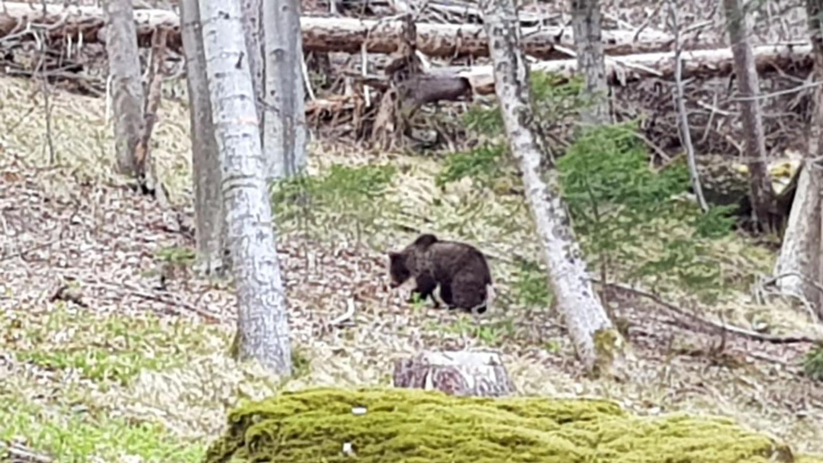 Chalet Iskaretreat Ig Eksteriør bilde
